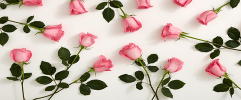 Tips To Grow Rose From Stem