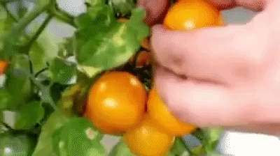 golden-cherry-tomatoes-grown-in-pots-plucked-by-hand-2