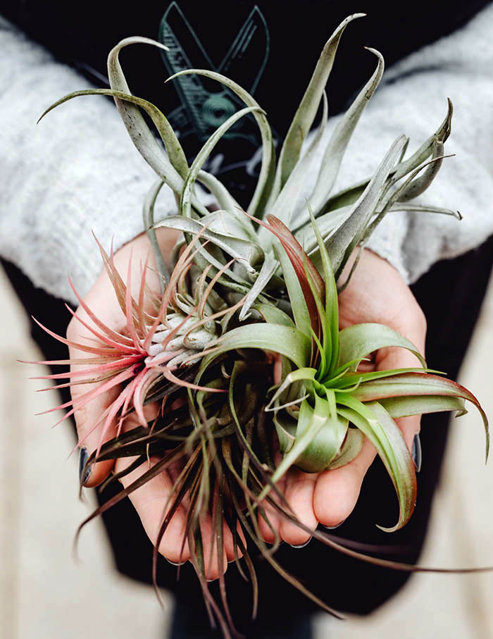 air-plant-in-hands