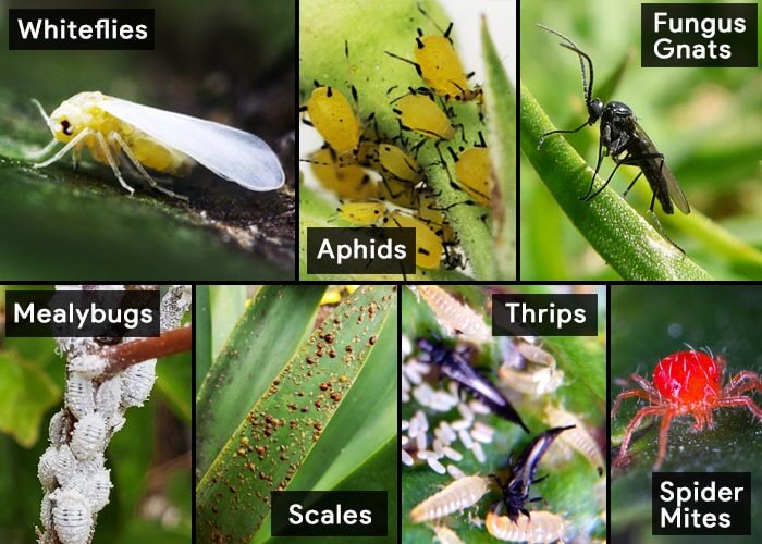 Insectos que se encuentran en las plantas de interior