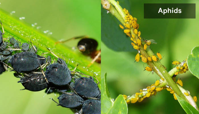 how-to-get-rid-of-aphids-from-houseplants-and-soil