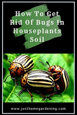 how-to-get-rid-of-bugs-in-houseplants-soil-article-image