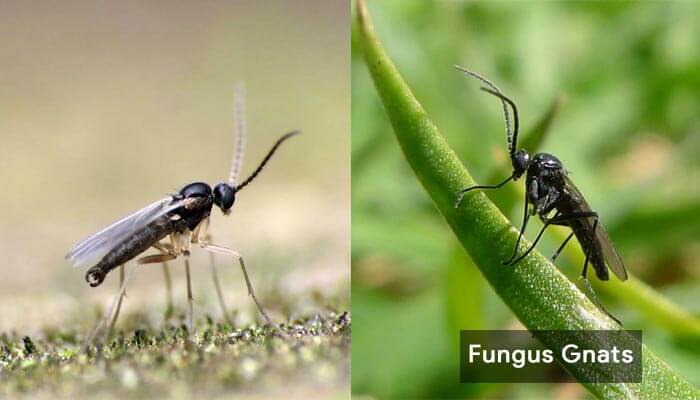how-to-get-rid-of-fungus-gnats-from-houseplants-soil