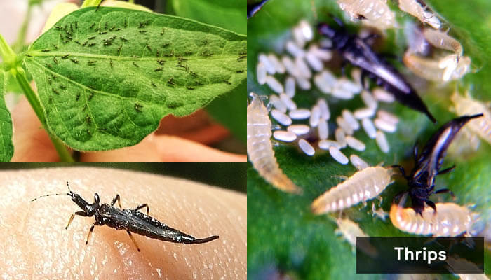 how-to-get-rid-of-thrips-from-houseplants-soil