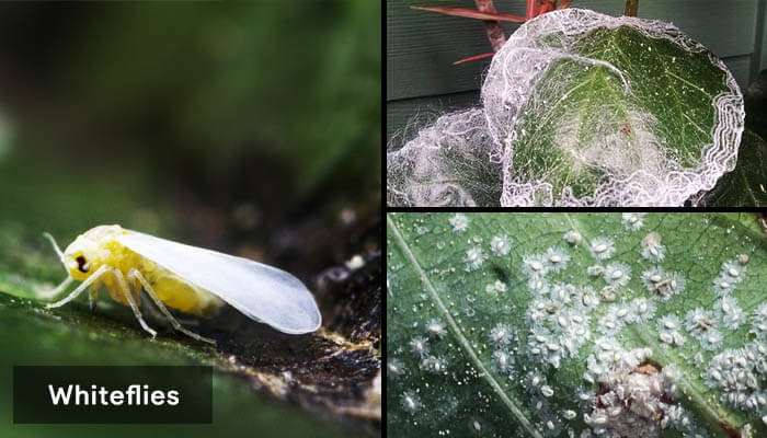 how-to-get-rid-of-whiteflies-from-houseplants-and-soil