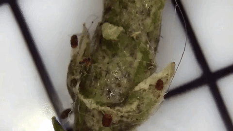 spider-mites-on-houseplant-animation