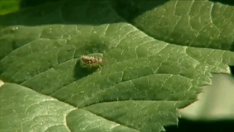 thrips-crawling-on-houseplant-leaves-gif-animation
