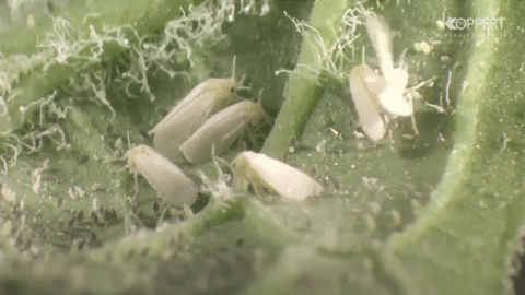 Plagas en tu cultivo white fly