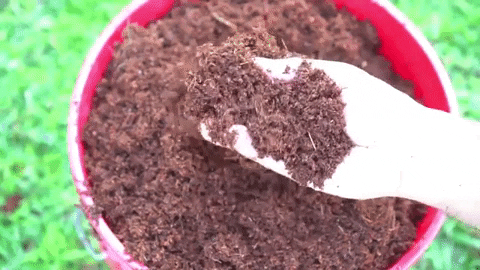 coco-coir-mulching-for-growing-carrots-in-containers