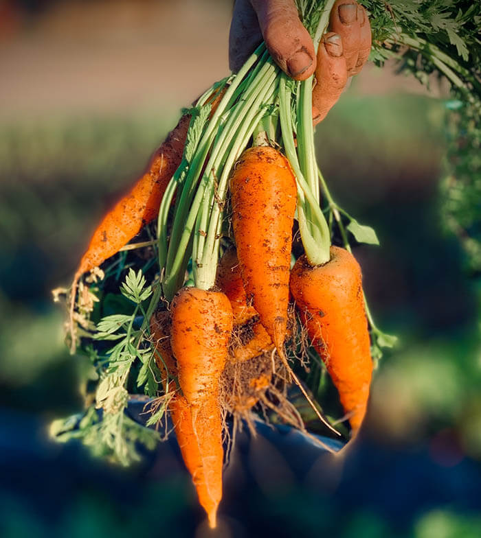 growing-carrots-in-containers-carrots-pulled-out-of-soil
