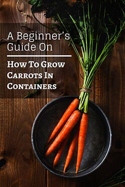 growing-carrots-in-containers-pin-image3-small