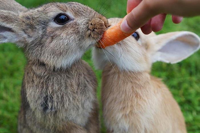 rabbits-eating-carrots-spring-weather