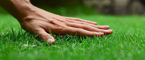 How to Grow Grass in Clay Soil and Create A Perfect Green Lawn