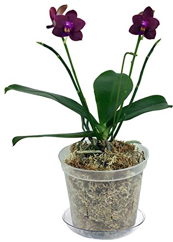 Black Onyx 6 Slotted Clear Orchid Pots 3 Pack