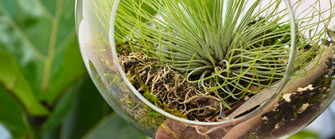 Types of Air Plants: Benefits And Care Tips