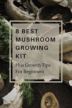 Best Edible Mushroom Growing Kit article image 2