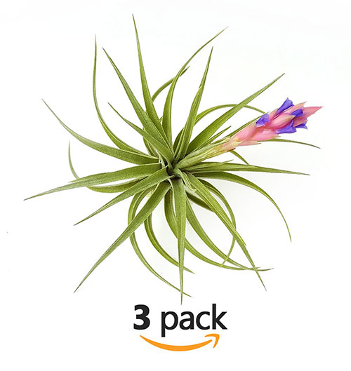 Types of Air Plants: Benefits And Care Tips