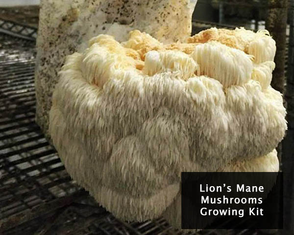 lions-mane-mushroom-grow-kit