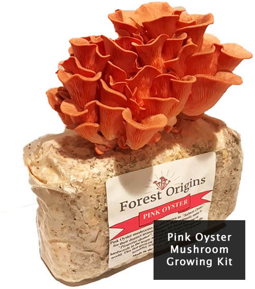 pink-oyester-mushrooms-grow-kit