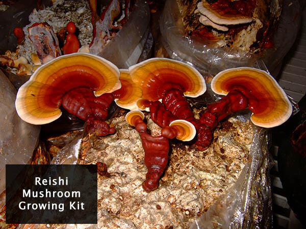 reishi-mushrooms-grow-kit