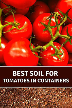 6-choosing-soil-for-tomatoes-in-containers-ripe-tomatoes-pin-image-small
