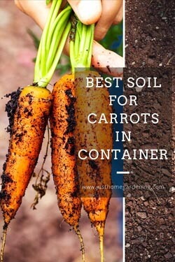 best-soil-for-carrots-in-container-minipin-image