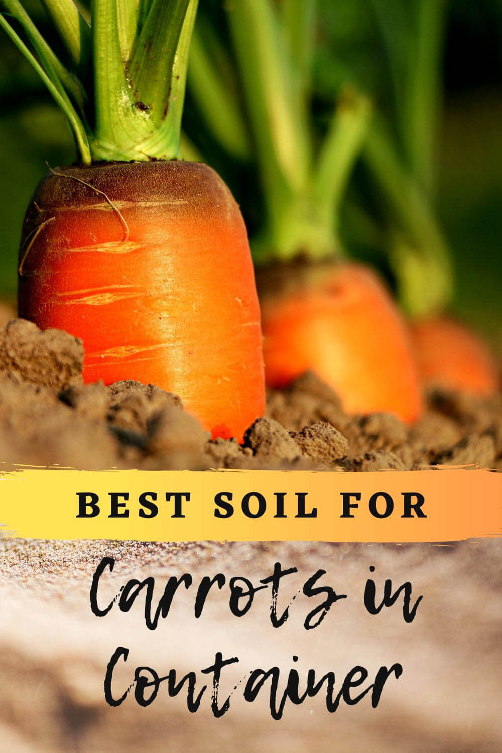 Best Soil for Carrots in Containers (Nutrients, pH Level, Drainage)