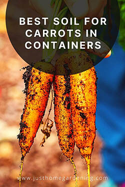 carrots-growns-in-containers-pulled-out-of-soil-by-a-man-pin-image3